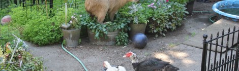 Also featuring Julian, Romeo, and Pamplemousse