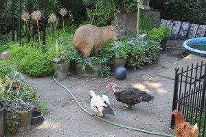 Also featuring Julian, Romeo, and Pamplemousse