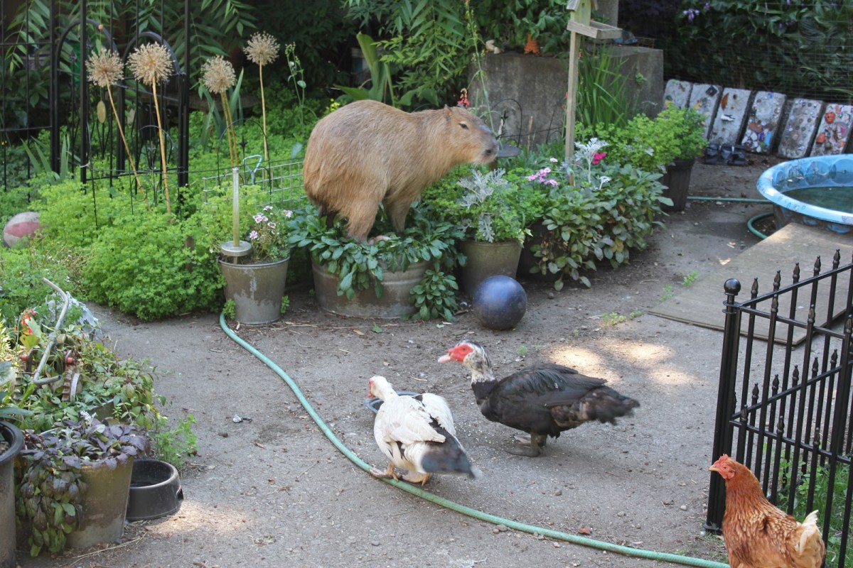 Also featuring Julian, Romeo, and Pamplemousse