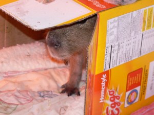 What's in the toy box?