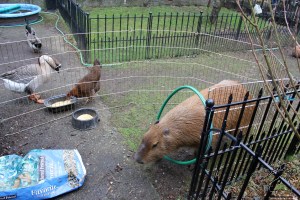 Corn time with chickens
