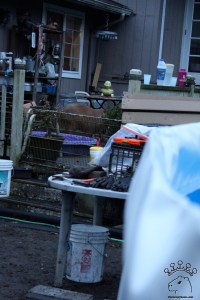 I am stuck on the deck again.