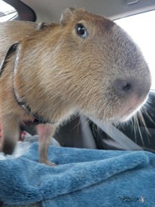 Gari gets a bit anxious in the car.