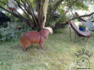 Marking with my morrillo in the front yard