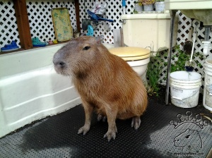 No capybara in the world has a finer throne room than me.