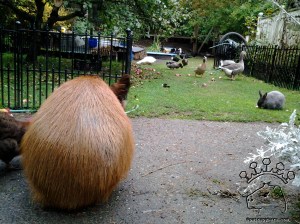Eating apples at the Funny Farm
