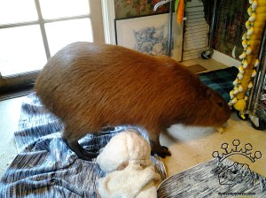 Corn makes a mess in the kitchen