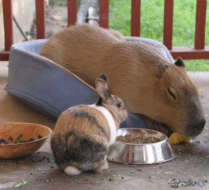 2012_02_18_05_sGariOakley