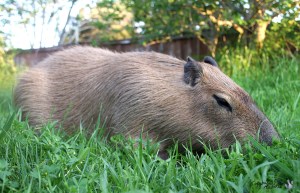 2012_04_01_02_sGariGrass