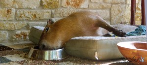 Garibaldi ROUS as lazy as can be...because nobody is looking