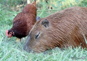 2012_08_03_01_sGariFireTail