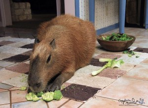 Garibaldi ROUS is actually thinking about eating some broccoli!