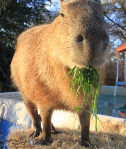 Garibaldi ROUS eating cut grass