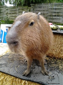 2013-02-17 10.51.18_w