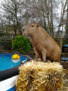 The water is invisible.