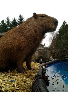 2013-03-11 18.14.28_w