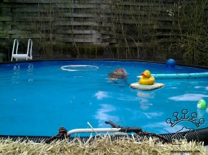 I like toys in the pool.