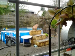 View from the living room window