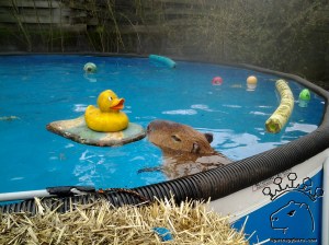 I love my rubber ducky.