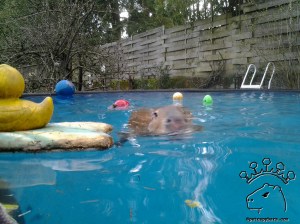 Nostrils coming at you!