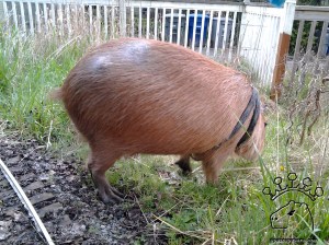 If you look closely, you can see some butt-fur sticking out!