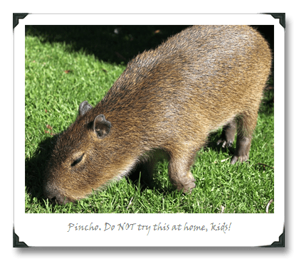 Pincho looks young to me, probably less than a year old