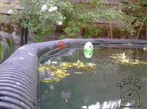 Some people think this looks like a bite hole.