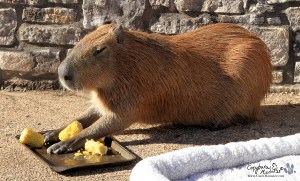 2013_01_17_11_sGariCorn