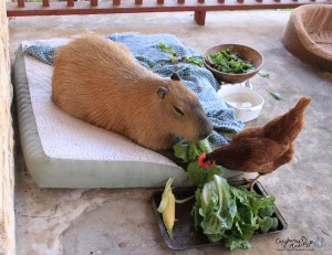 2013_01_20_02_sGariFiresale