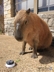 2013_02_16_07_sGariButton