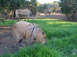 2013_02_28_01_sGariBuzz