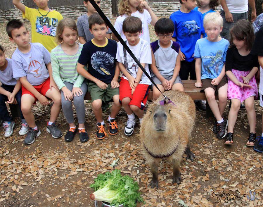 My Day as Capybassador | Capybara Madness | Dobby the Capybara