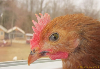 The third eyelid, illustrated