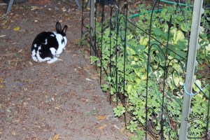 IMG_0456_w