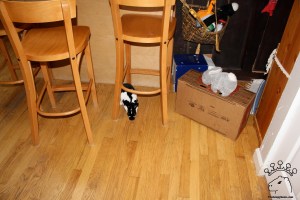 IMG_4152_w