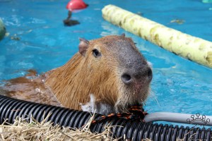 This rope holds my pool steps up.