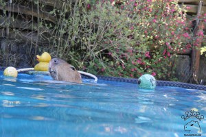 The better to bite things with