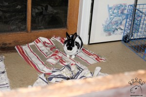 IMG_4485_w