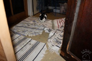 IMG_4529_w