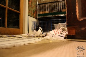 IMG_4532_w