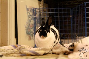 IMG_4538_w