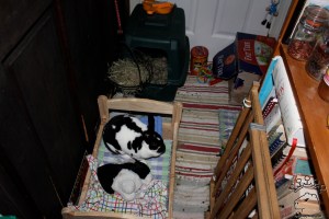 IMG_4541_w