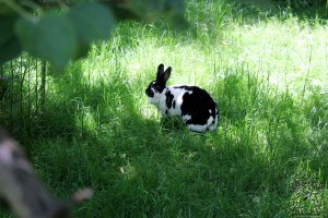 IMG_8618_w