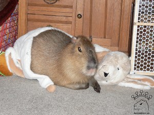 I used to sleep right next to Stacy’s bed. I ate her bed ruffle so she put barricades there.