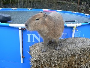 Frozen swimming pools are totally unacceptable.