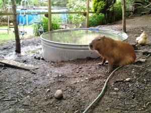 2013-05-26 16.16.08_w