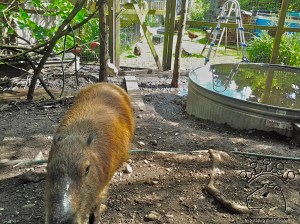 2013-05-28 16.11.58_w