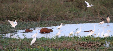 Run, capivaras, run fast!