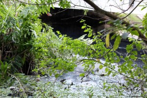 Ponte do capivara Ponte do capivara
