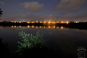 Sparkling caiman eyes Sparkling caiman eyes
